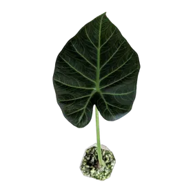 Baby Alocasia 'Regal Shields'
